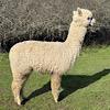TOFT Jargel Elite Brown huacaya female for sale at TOFT Alpaca Stud